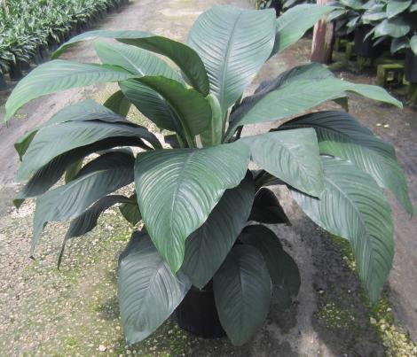 Spathiphyllum Sensation